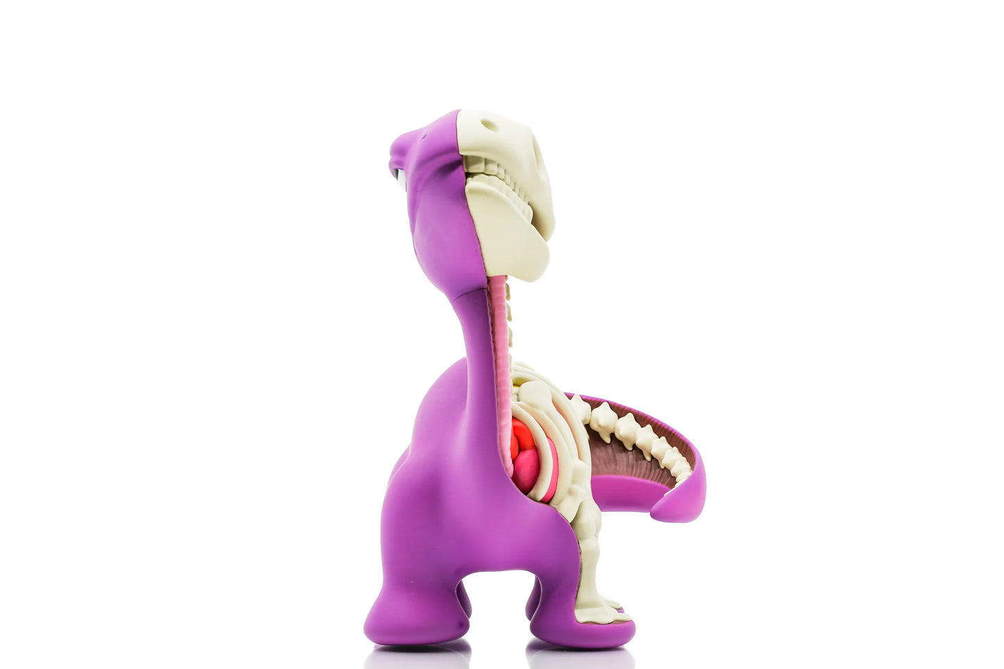 Dissected Dino 6”