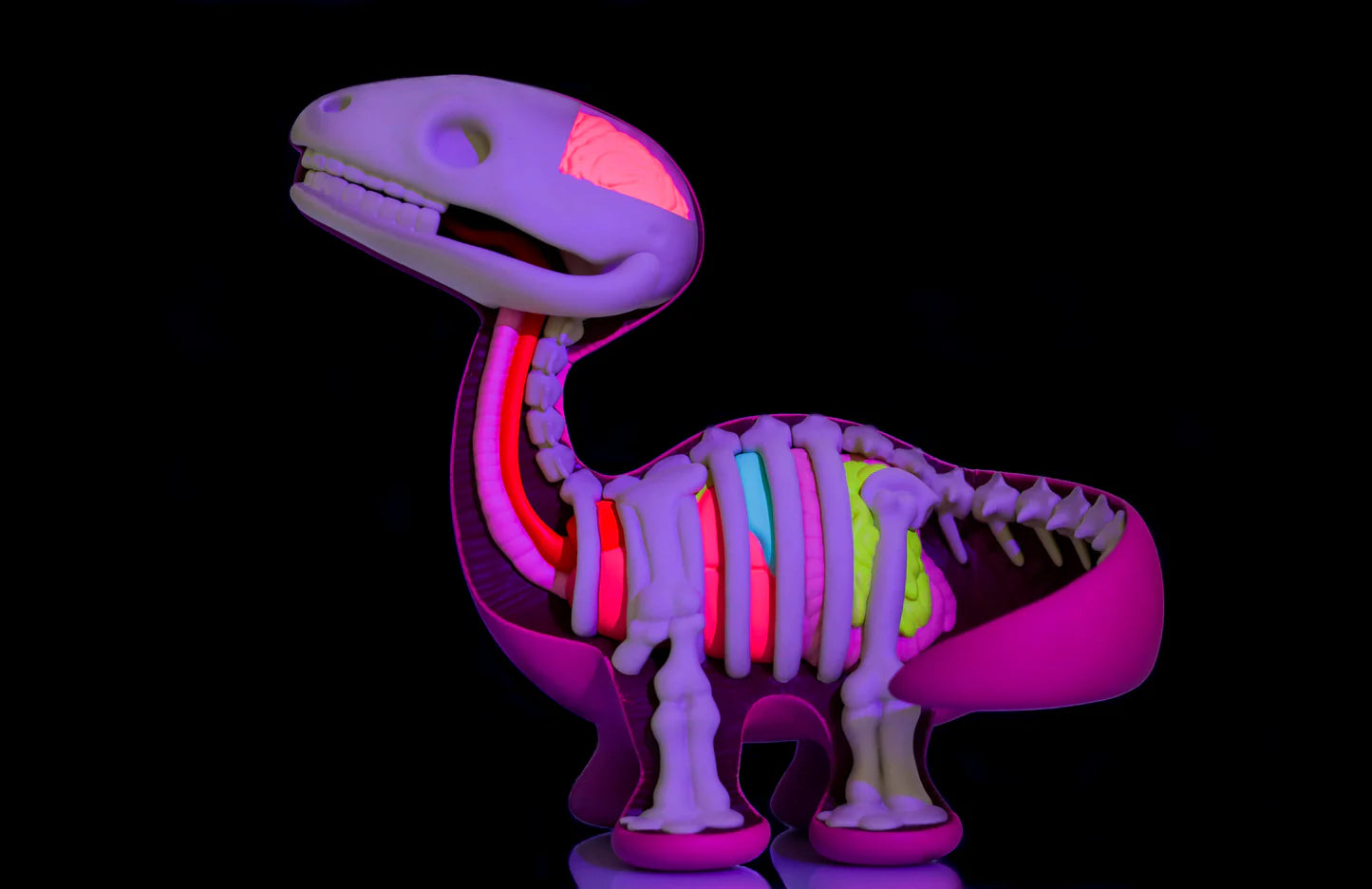 Dissected Dino 6”